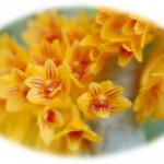 2015.11.24_Dendrobium_bullenianum