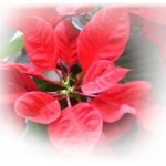2015.12.27_poinsetia