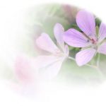 2016.07.11_hakusanfuuro